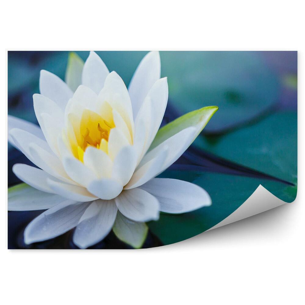 Okleina ścienna Biały kwiat lotosu zielone liście woda