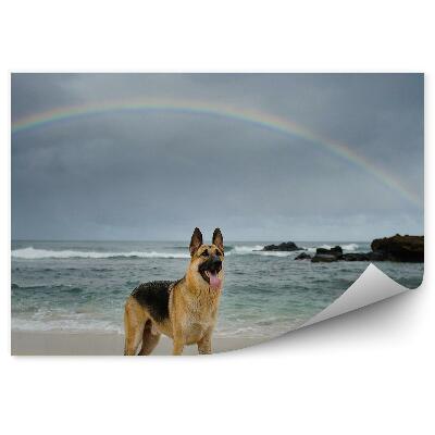 Okleina ścienna Owczarek niemiecki plaża ocean skały tęcza