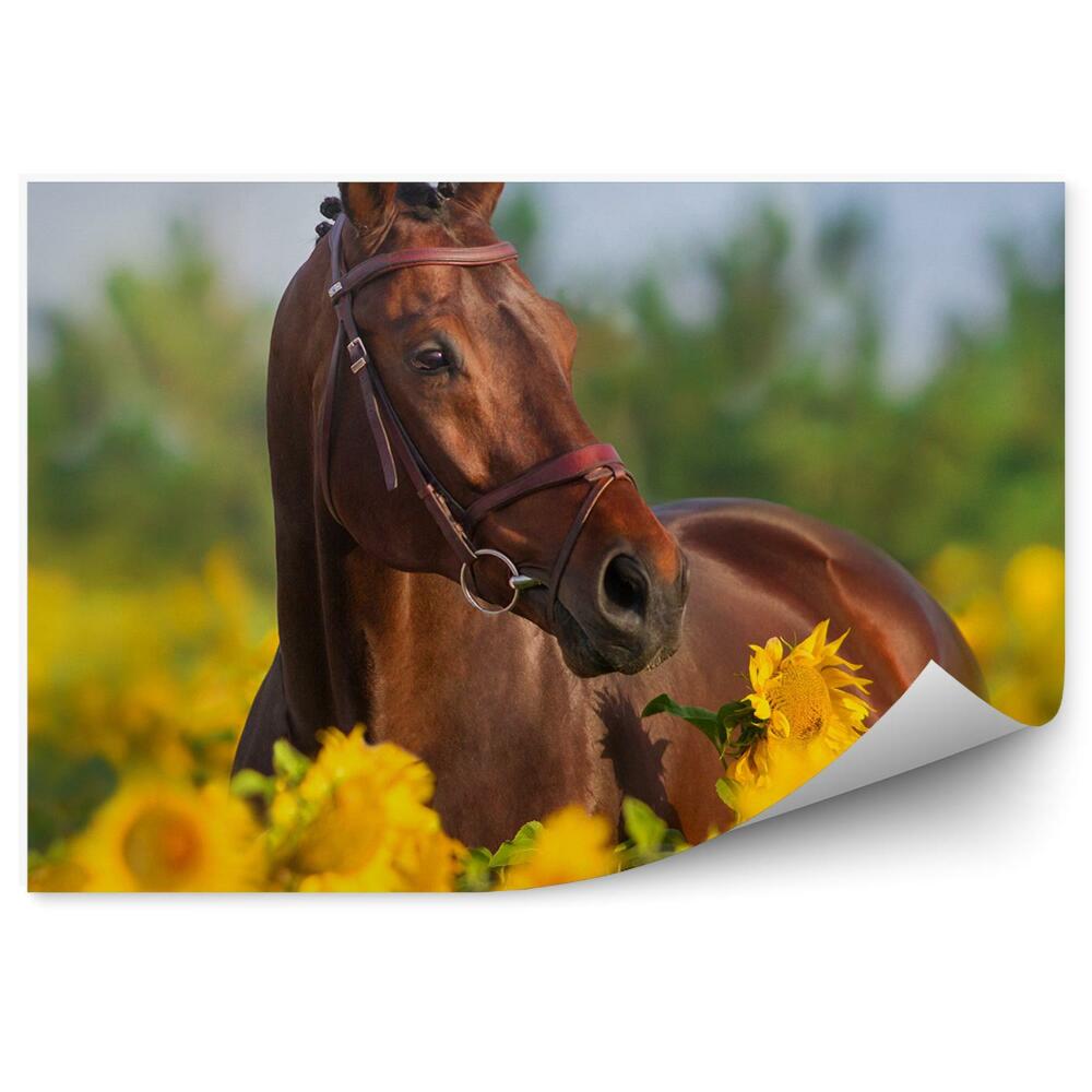 Fototapeta Koń pole słoneczników kwiaty
