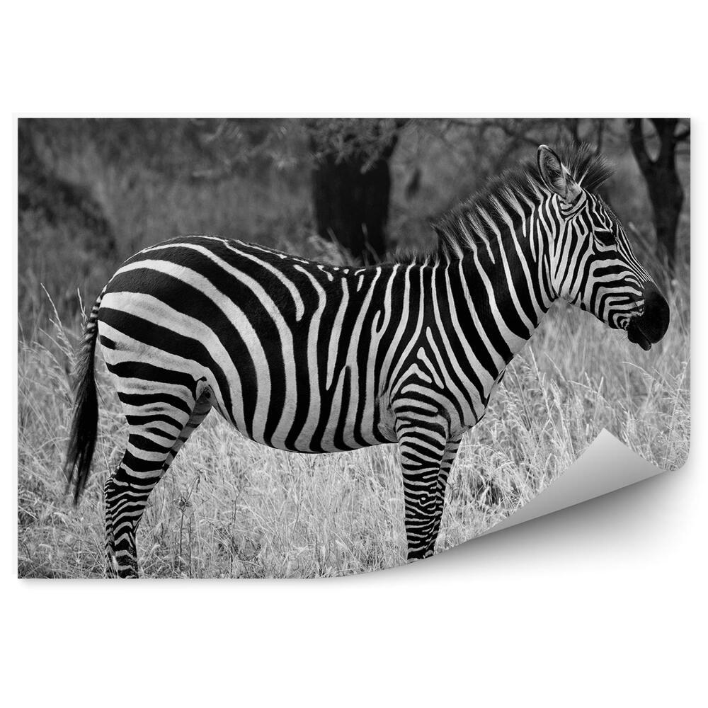 Fototapeta Zebra na sawannie
