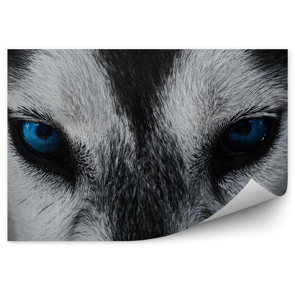 Fototapeta Zbliżenie pies husky niebieskie oczy