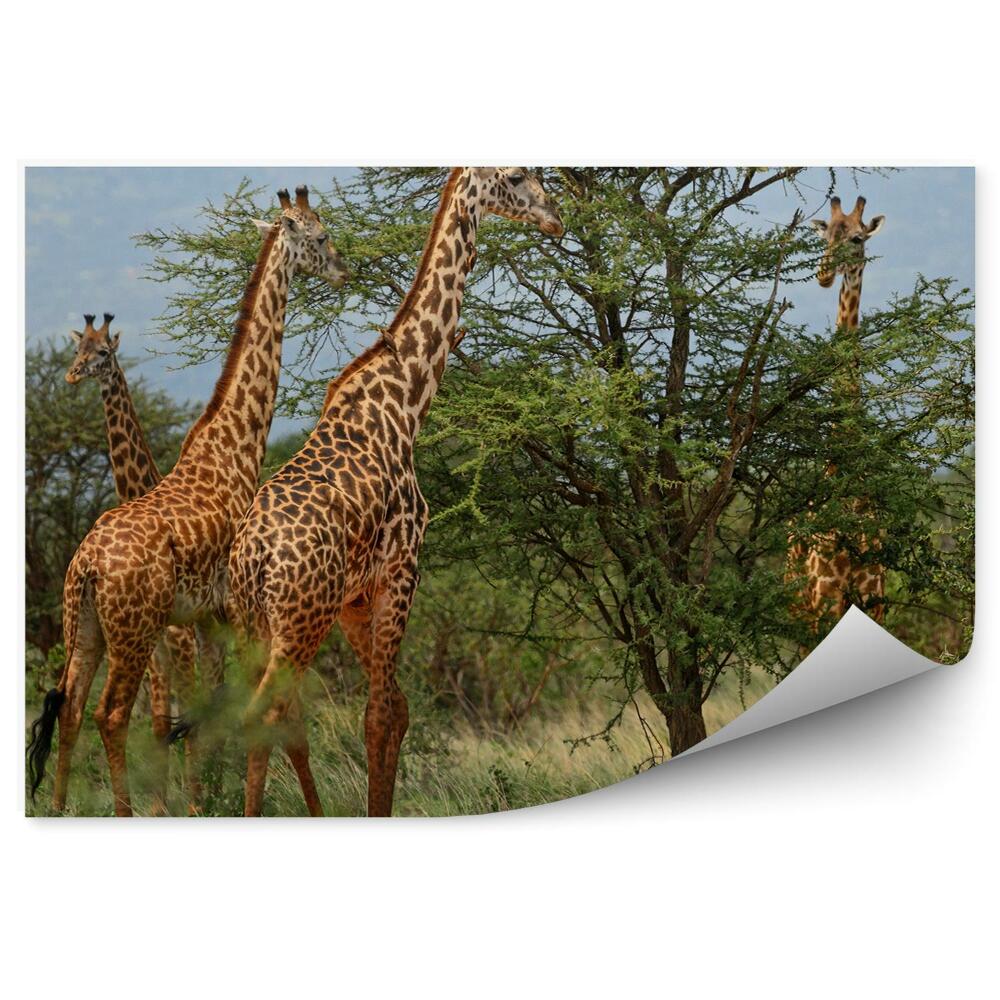 Okleina ścienna Żyrafy stado drzewa przyroda afryka