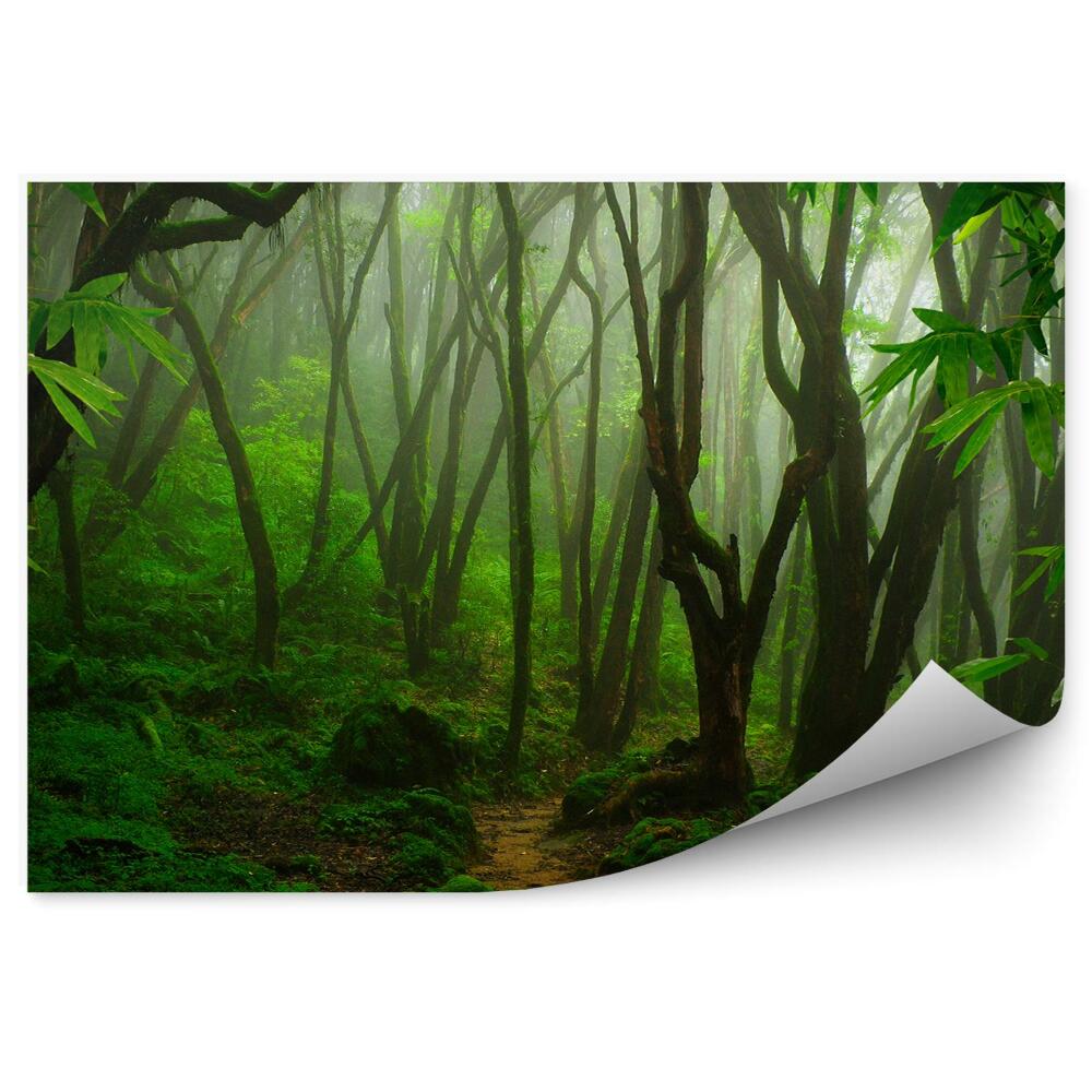 Okleina ścienna Tropikalna dżungla drzewa roślinność