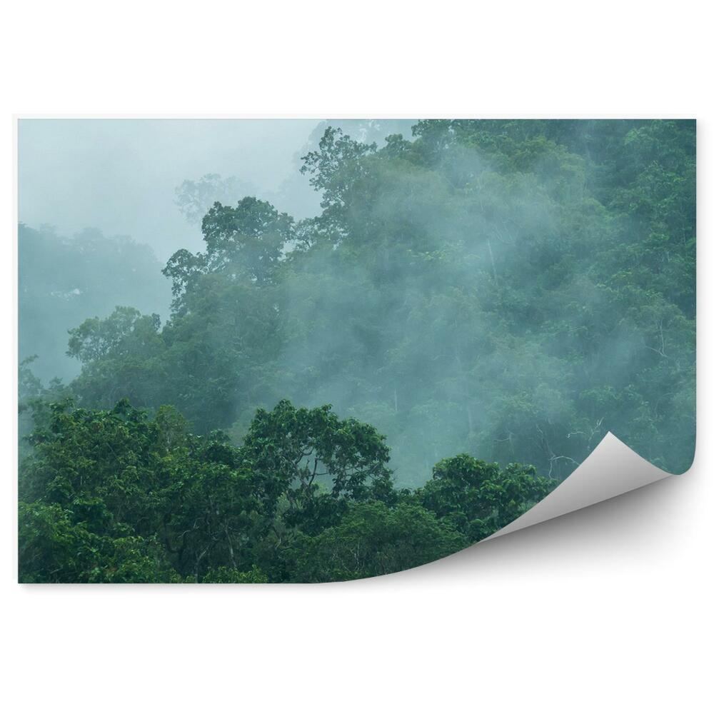 Okleina ścienna Tropikalny las mgła