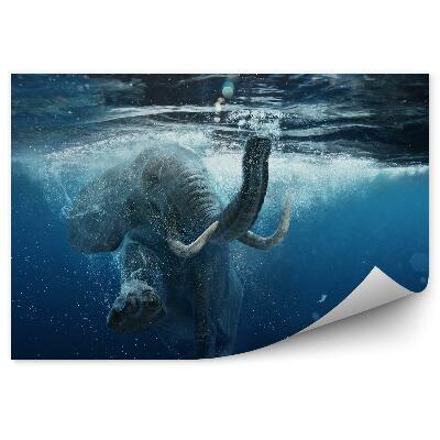 Okleina ścienna Słoń afrykański w wodzie