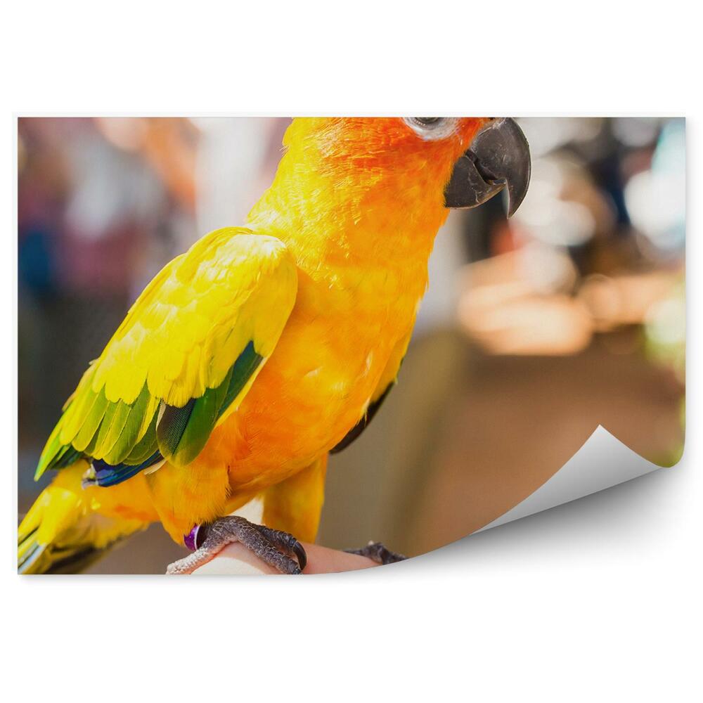 Okleina ścienna Żółta papuga