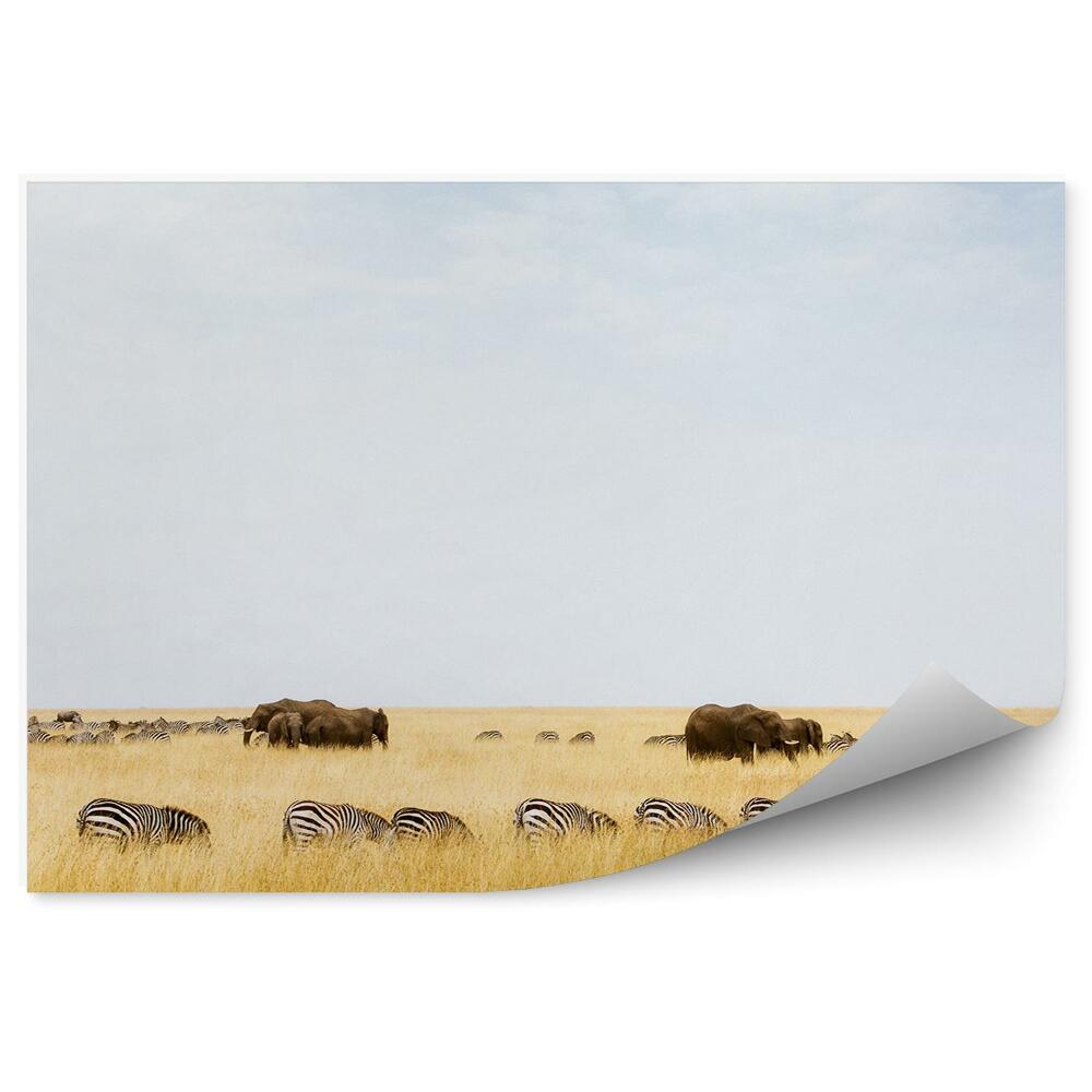 Fototapeta Zebry słonie drzewo trawa sawanna niebo chmury