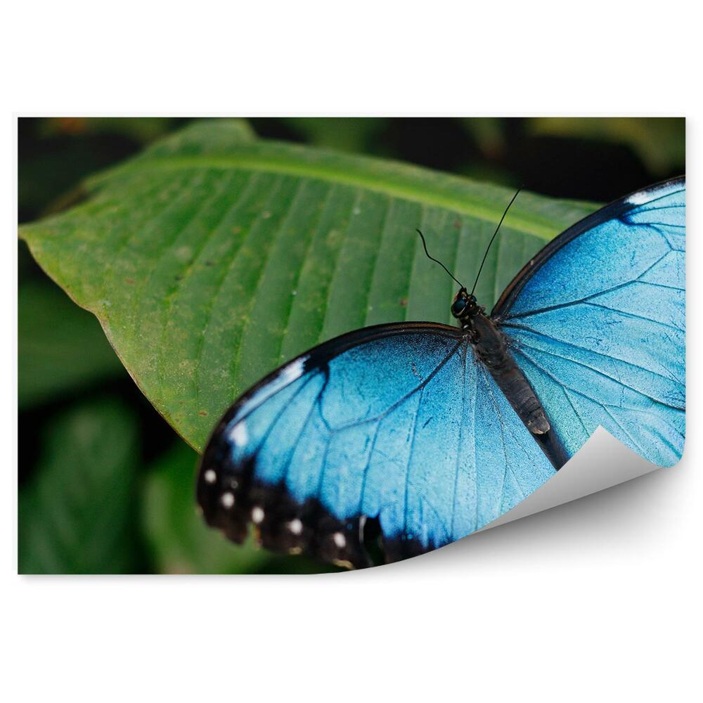 Okleina ścienna Błękitny motyl zielone liście natura