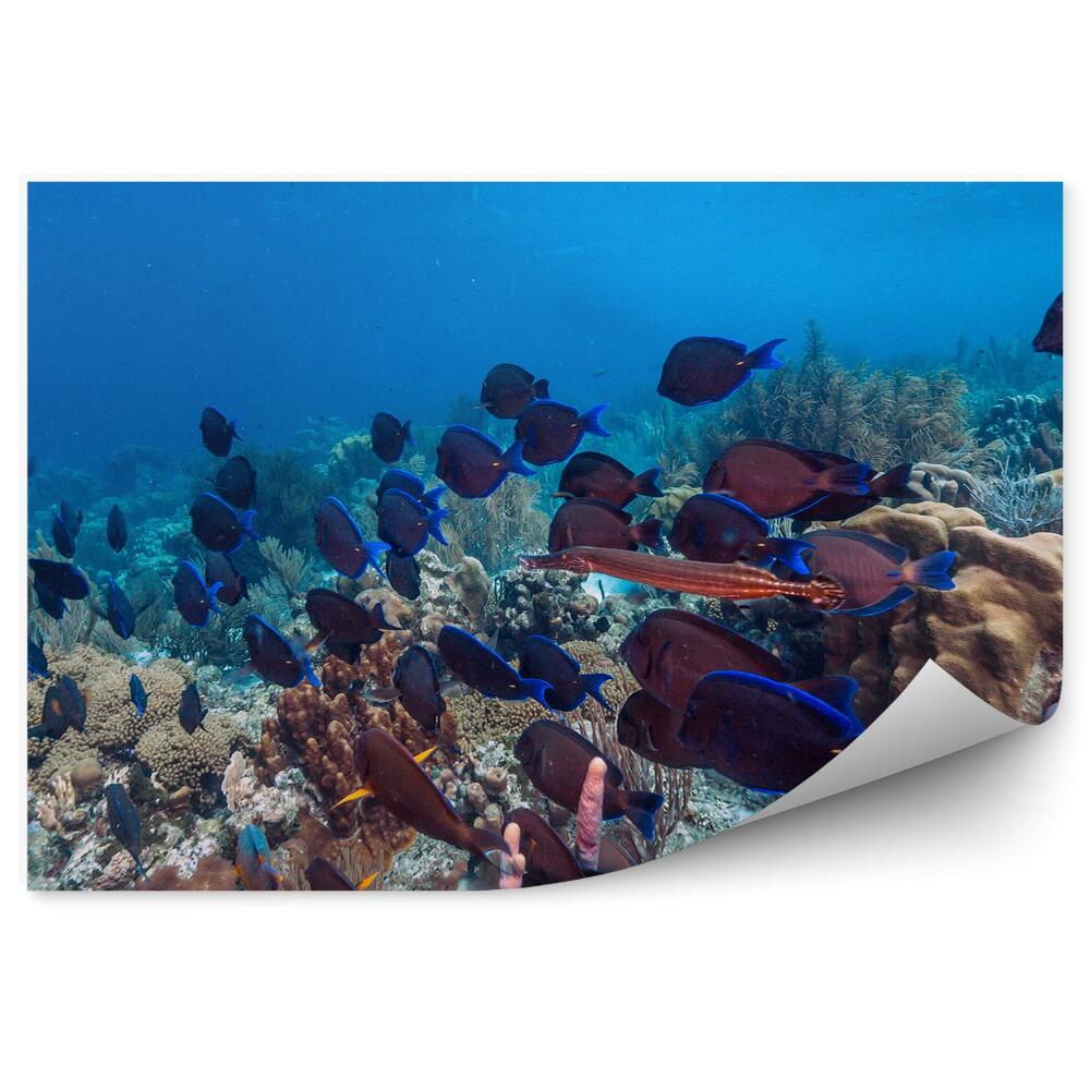 Okleina ścienna Rafa koralowa ławica ryb podwodny świat