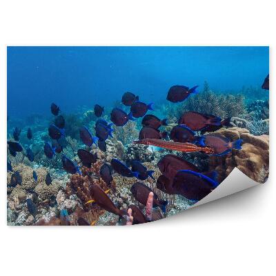 Okleina ścienna Rafa koralowa ławica ryb podwodny świat