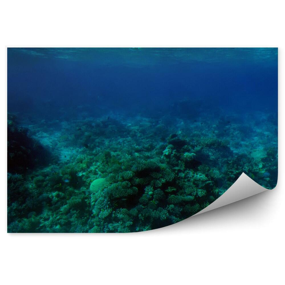 Okleina ścienna Rafa koralowa dno oceanu woda
