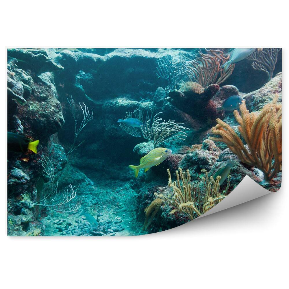Okleina ścienna Ryby rafa koralowa zwierzęta natura woda morze