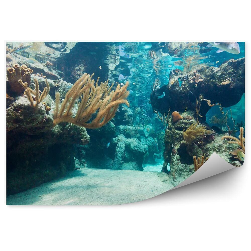 Okleina ścienna Rafa koralowa morze meksyk