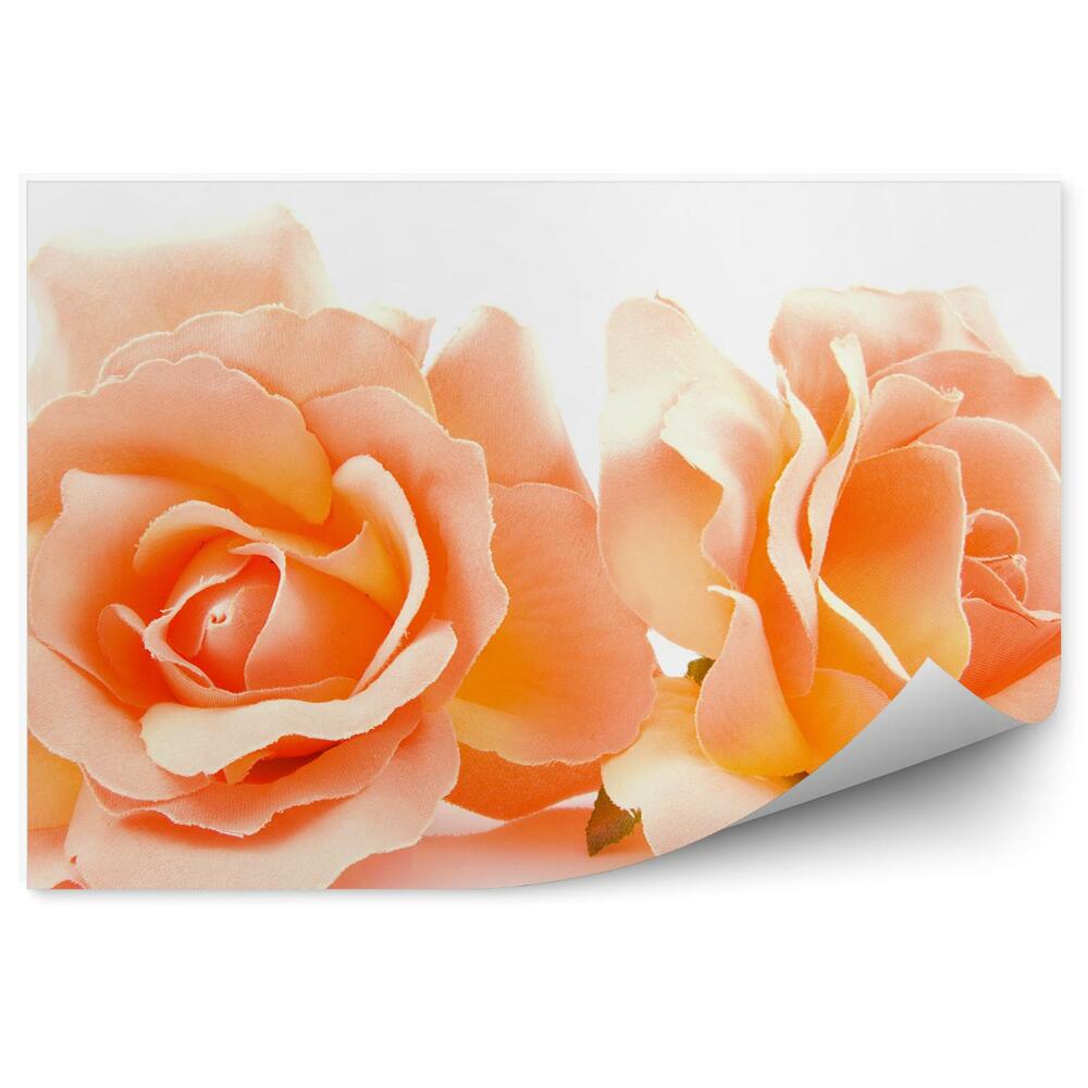 Fototapeta na ścianę Pomarańczowe róże białe tło