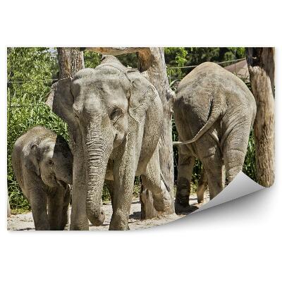 Okleina ścienna Rodzina słoni indyjskich