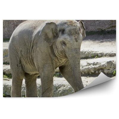 Okleina ścienna Słoń indyjski na schodach