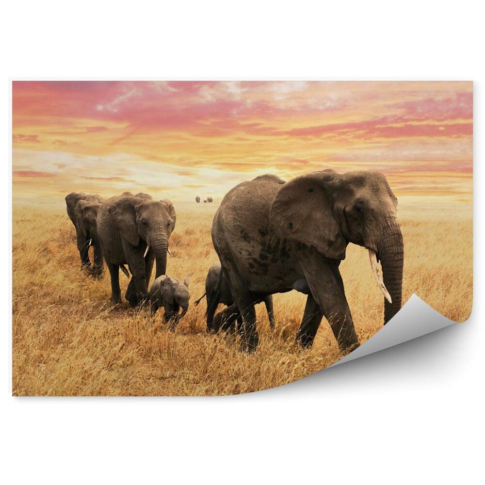 Fototapeta Wędrująca rodzina słoni