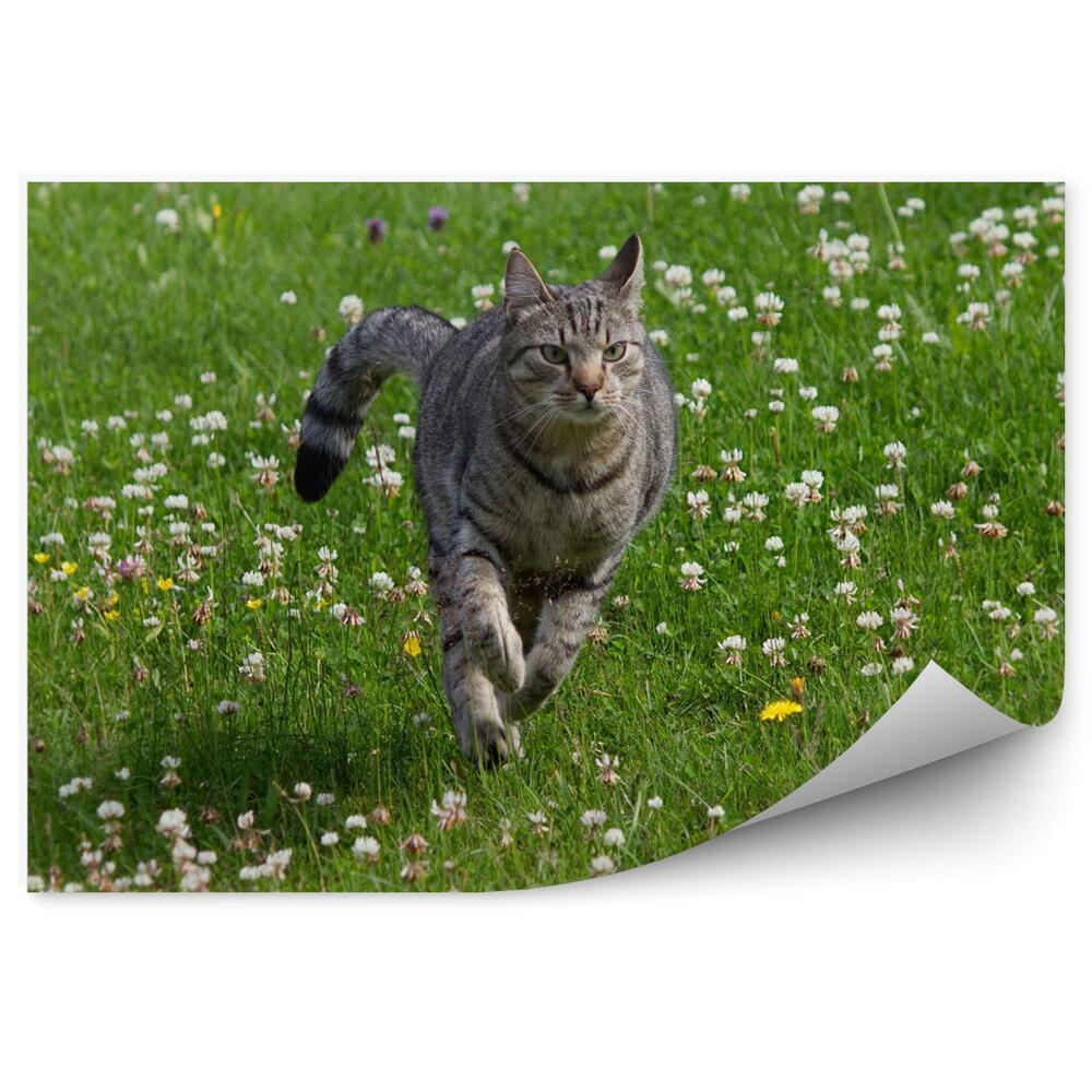 Okleina ścienna Kot biegnący po łące kwiaty lato