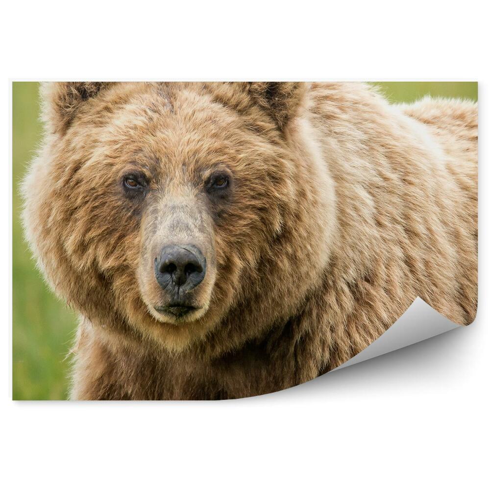 Okleina ścienna Niedźwiedź grizzly na zielonym tle