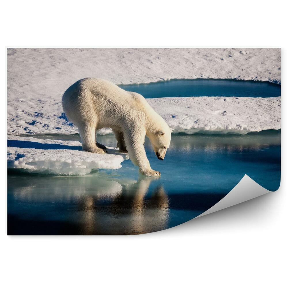 Fototapeta Majestatyczny niedźwiedź polarny