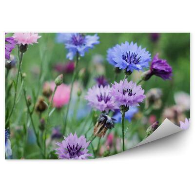 Okleina ścienna Łąka chabry kwiatki zielone