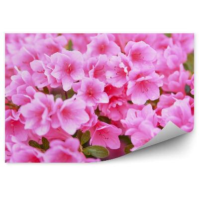 Okleina ścienna Kwiaty azalii z bliska