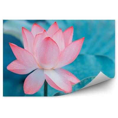 Okleina ścienna Różowa lilia wodna