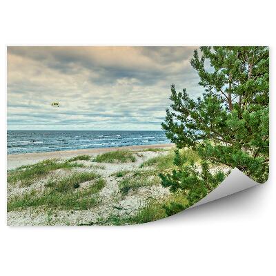 Fototapeta Krajobraz drzewa iglaste latawce ocean morze niebo trawa zachód słońca