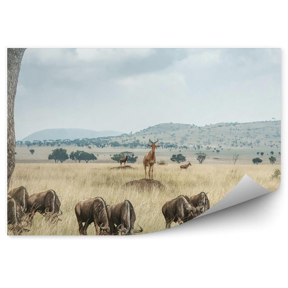 Okleina na ścianę Widok na sawannę antylopy safari kobieta w samochodzie terenowym