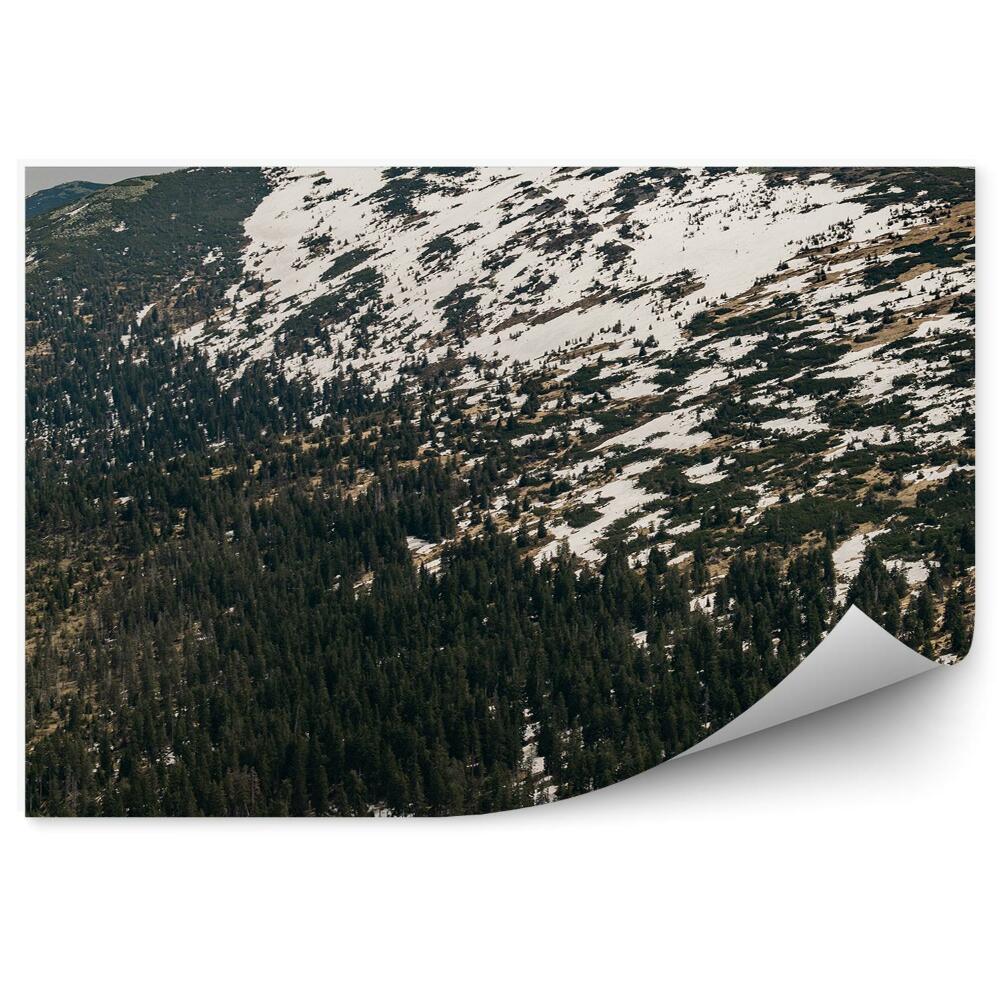 Fototapeta Panorama gór las śnieg karkonosze