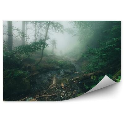 Fototapeta Mglisty las sosnowy paprocie