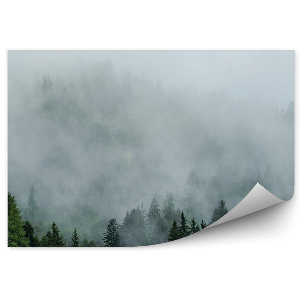 Okleina ścienna Las iglasty drzewa mgła niebo