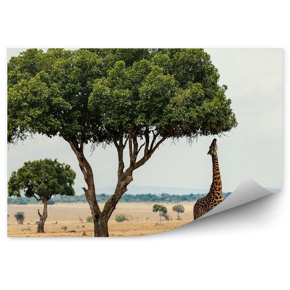 Okleina na ścianę żyrafa sawanna drzewa