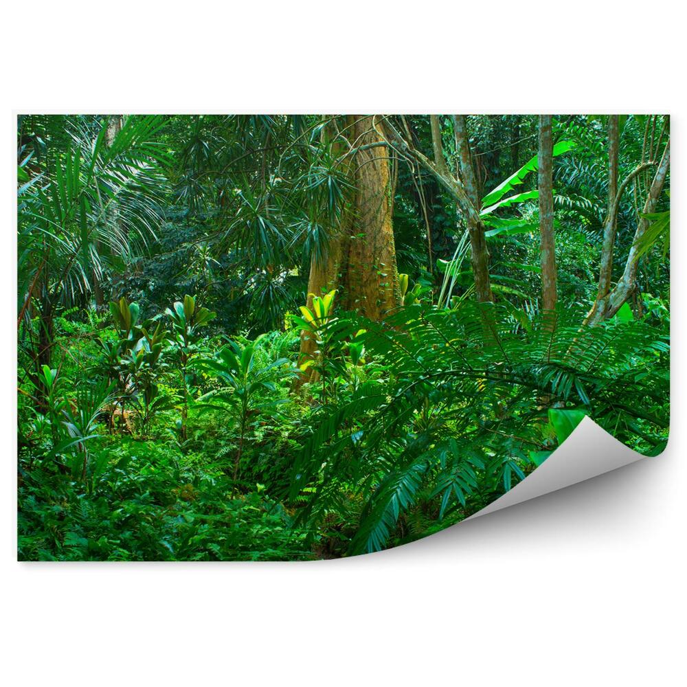 Okleina ścienna Amazonia liście krzewy drzewa natura