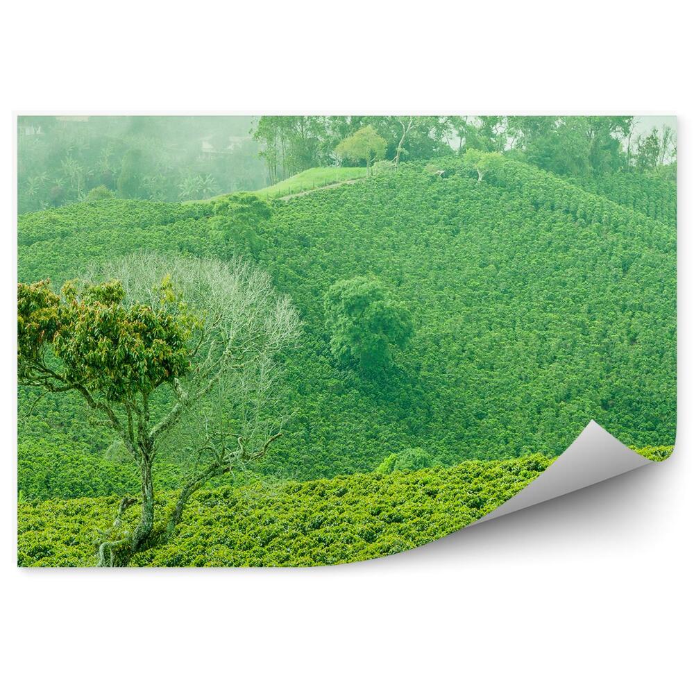 Fototapeta na ścianę Plantacja kawy roślinność natura
