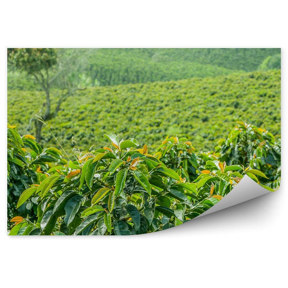 Fototapeta Plantacja kawy kolumbia zieleń roślinność