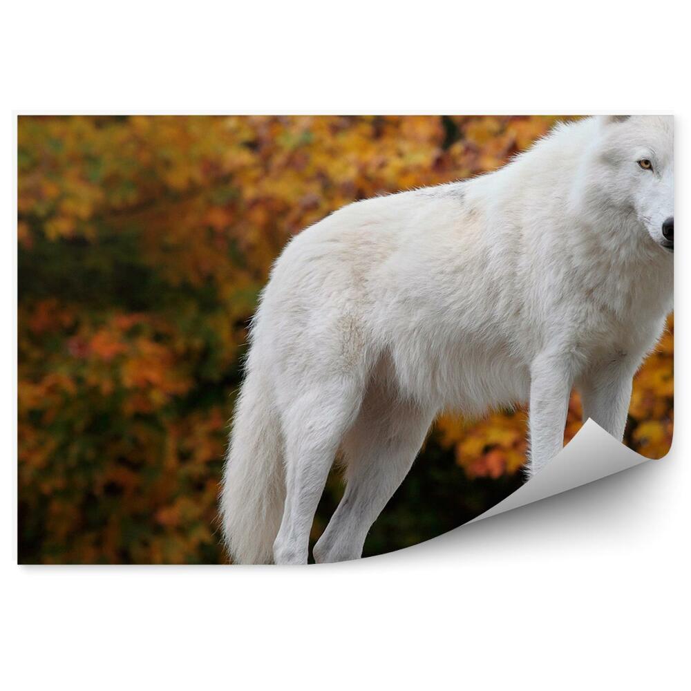 Fototapeta Wilk polarny biały jesień las kamień