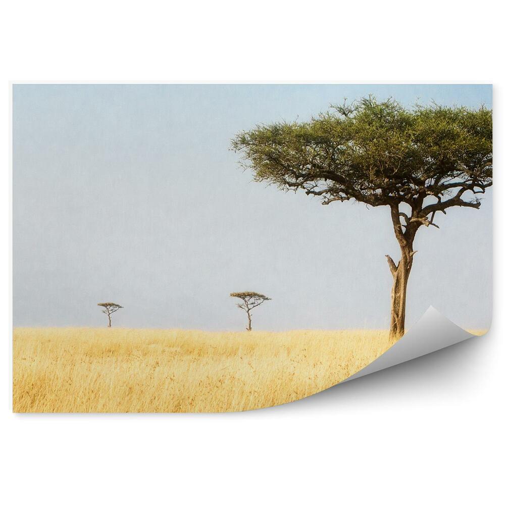 Okleina ścienna Krajobraz drzewa natura afryka
