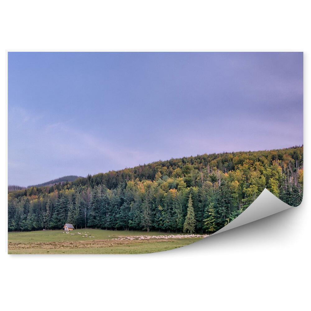 Fototapeta Panorama miasta tatry drzewa iglaste trawa chatki niebo