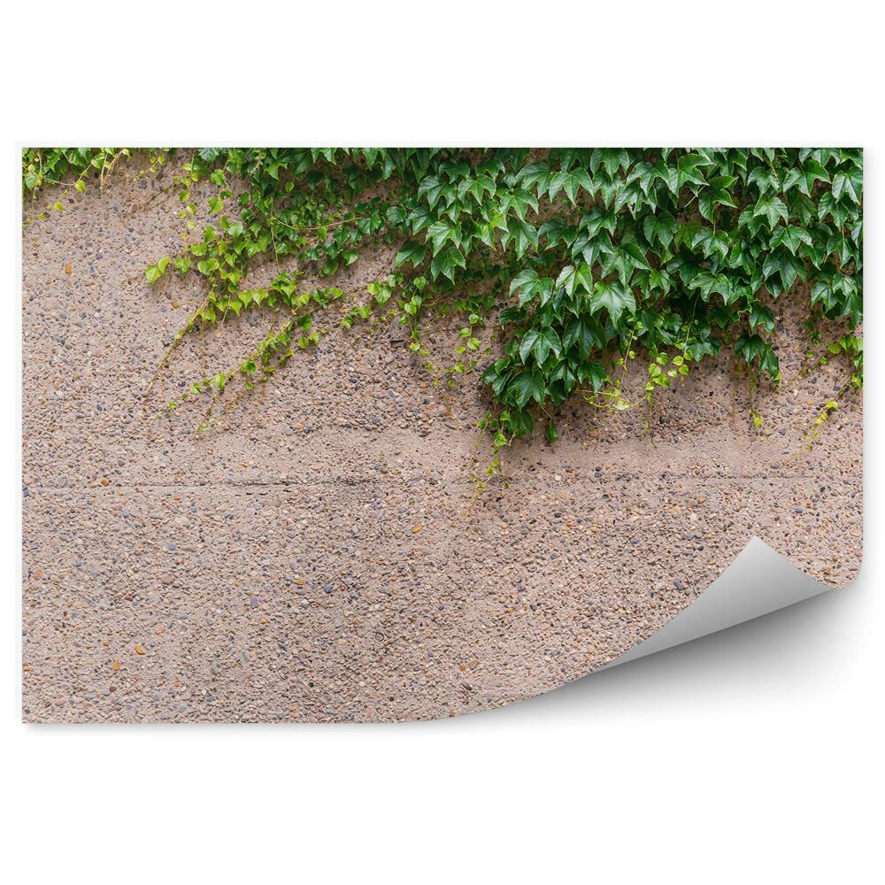 Okleina ścienna Winobluszcz na betonowej ścianie