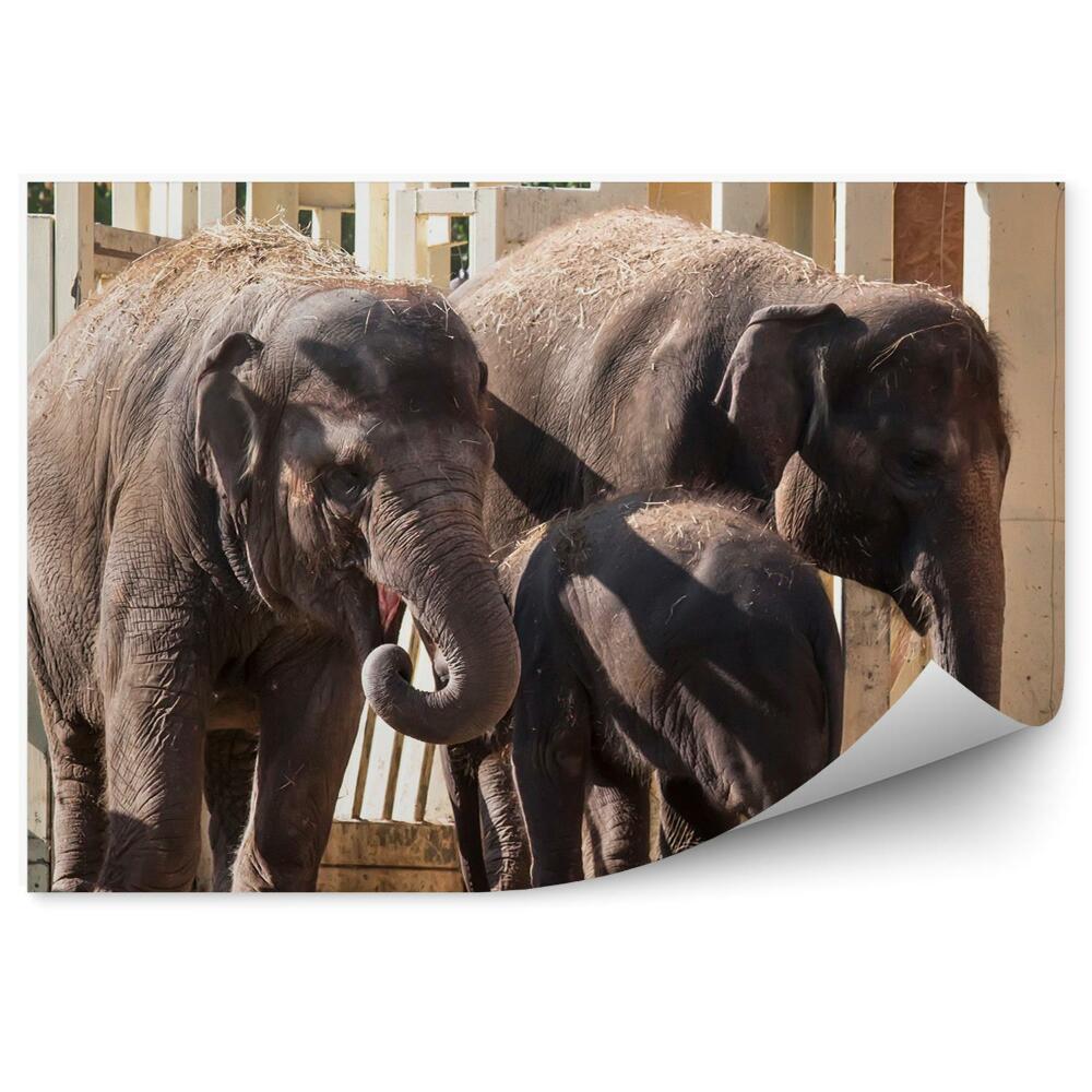 Okleina ścienna Słonie na wybiegu w zoo