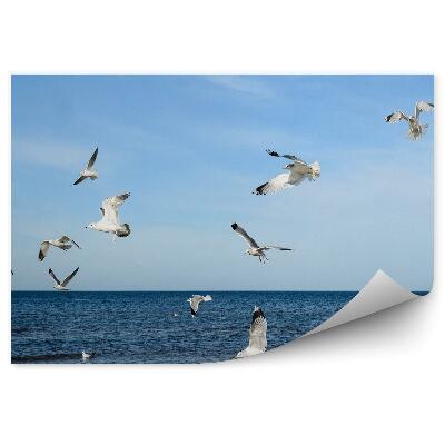 Okleina na ścianę Morze Bałtyckie mewy zwierzęta