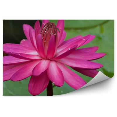 Okleina ścienna Różowa lilia wodna pszczoła liście woda