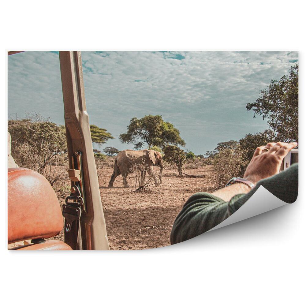 Okleina na ścianę Słoń na safari widok z samochodu