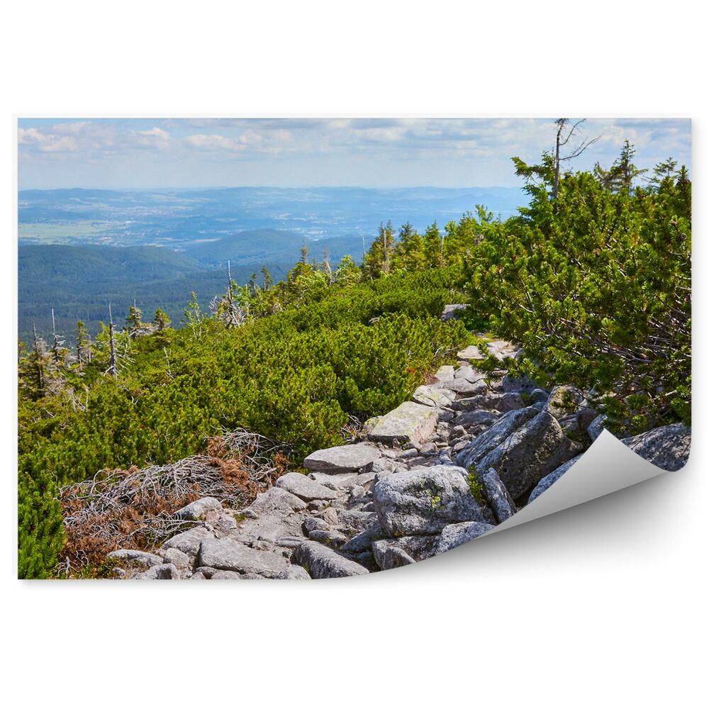 Fototapeta Zielone lasy szlak górski w karkonoszach