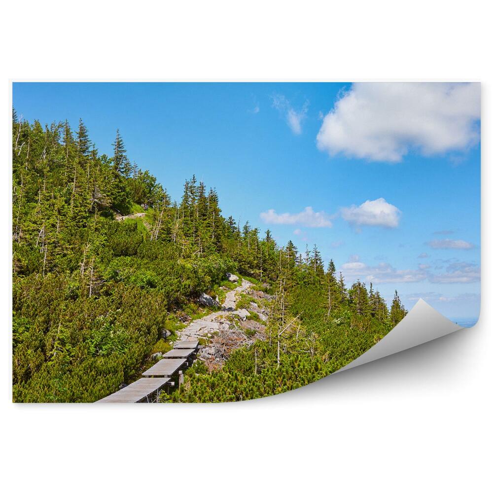 Fototapeta Drewniana kładka na szlaku górskim las