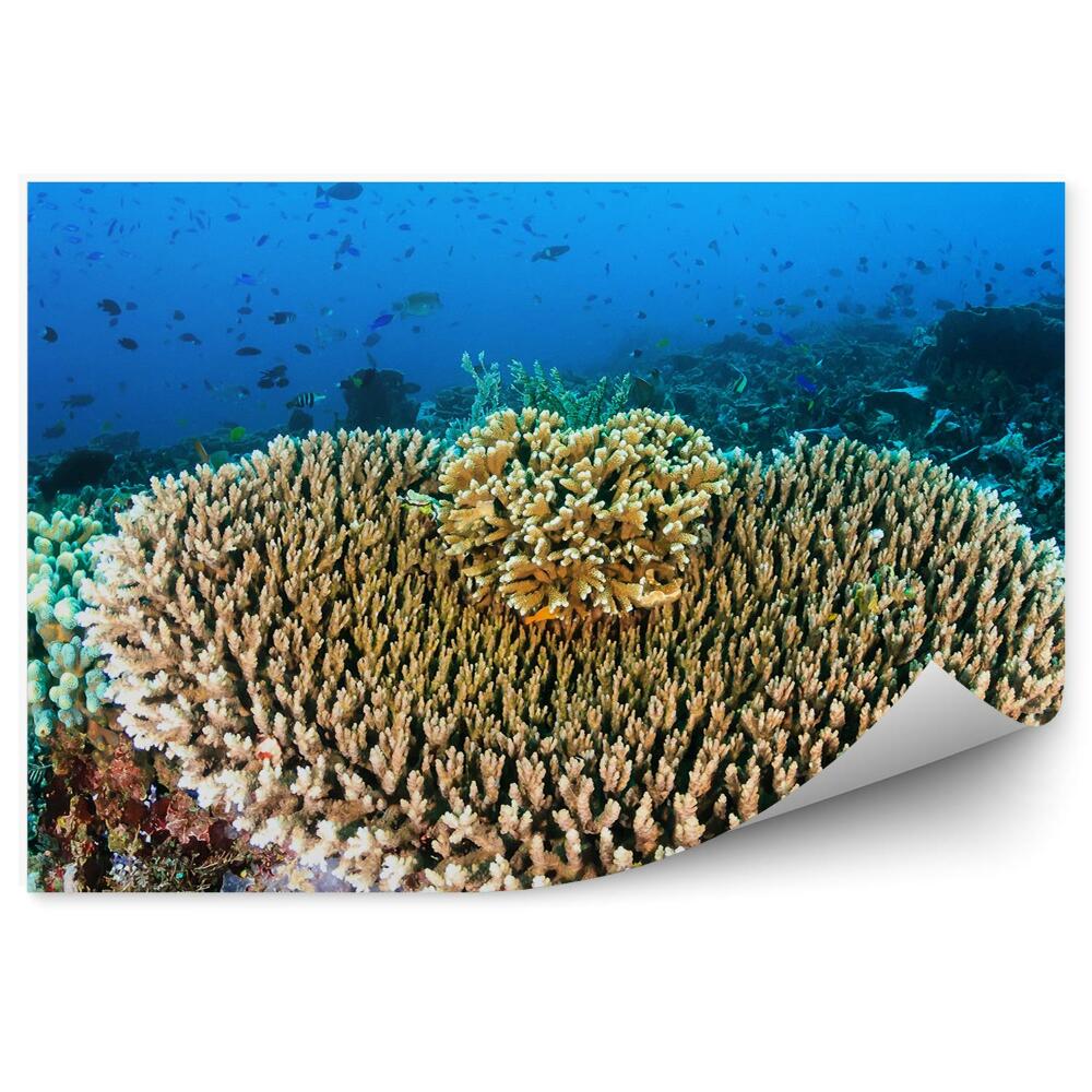 Okleina ścienna Koralowiec ryby zwierzęta tropiki błękit