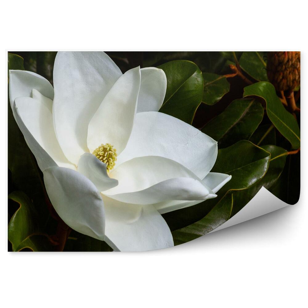 Fototapeta na ścianę Białe magnolie kwiaty zielone liście pączki czarne tło