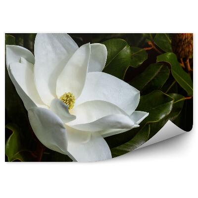 Fototapeta na ścianę Białe magnolie kwiaty zielone liście pączki czarne tło