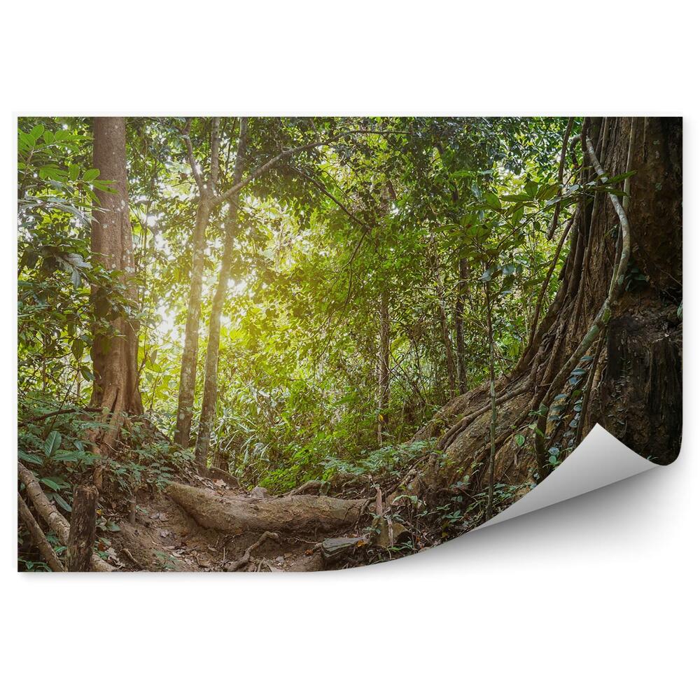 Okleina ścienna Dżungla tropikalna drzewa zieleń ścieżka